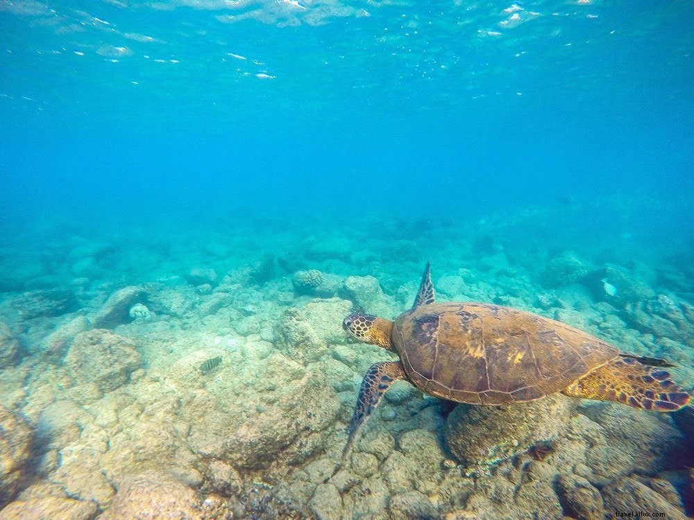 Where to Stay in Kauai: Expert Guide to the Best Areas and Hotels