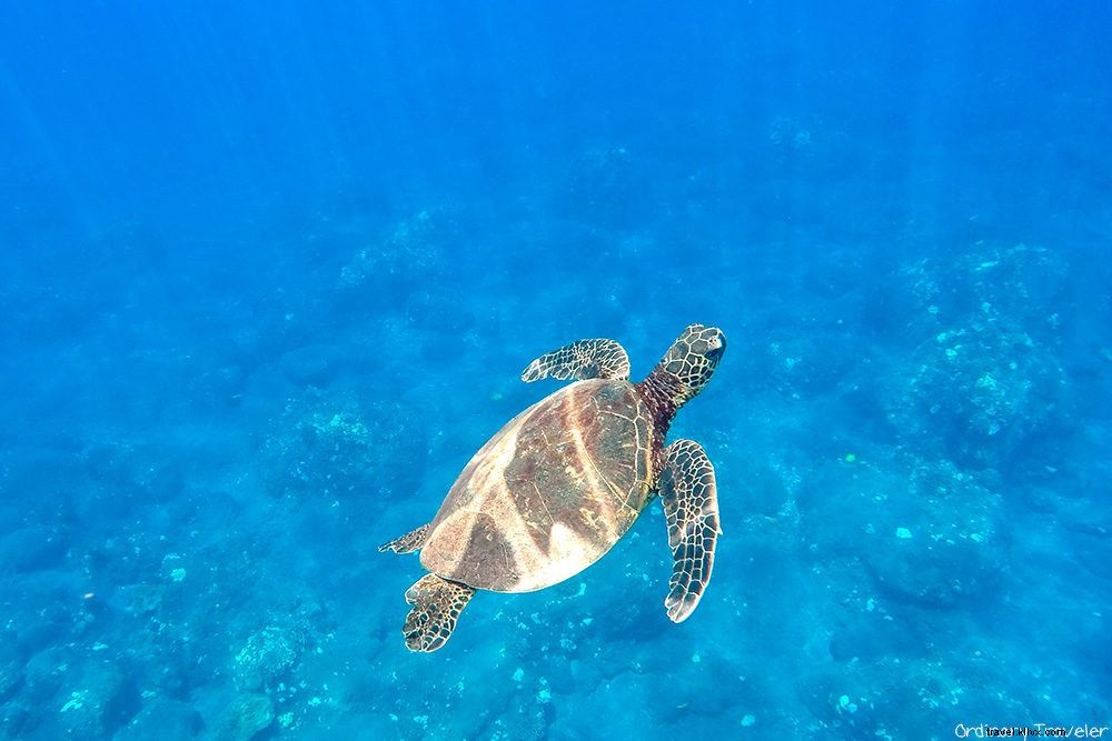 Top 10 Must-Visit Places in Hawaii: Expert Picks and Where to Stay