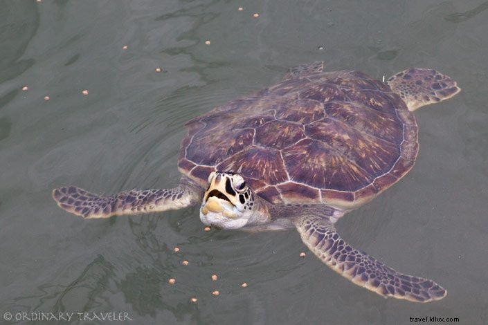 Ultimate Florida Keys Travel Guide: Top Things to Do, Stays in Marathon & Islamorada