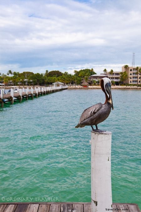 Ultimate Florida Keys Travel Guide: Top Things to Do, Stays in Marathon & Islamorada