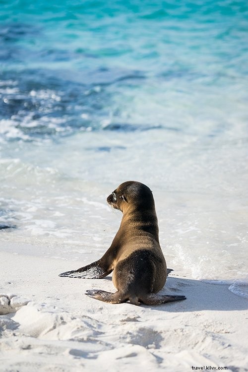 Cruising the Galapagos Islands: My Expert Experience with Andando Tours