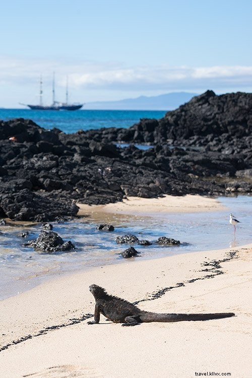 Cruising the Galapagos Islands: My Expert Experience with Andando Tours