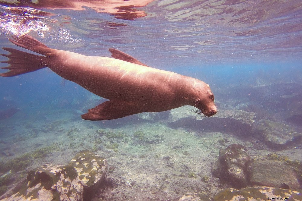 Cruising the Galapagos Islands: My Expert Experience with Andando Tours