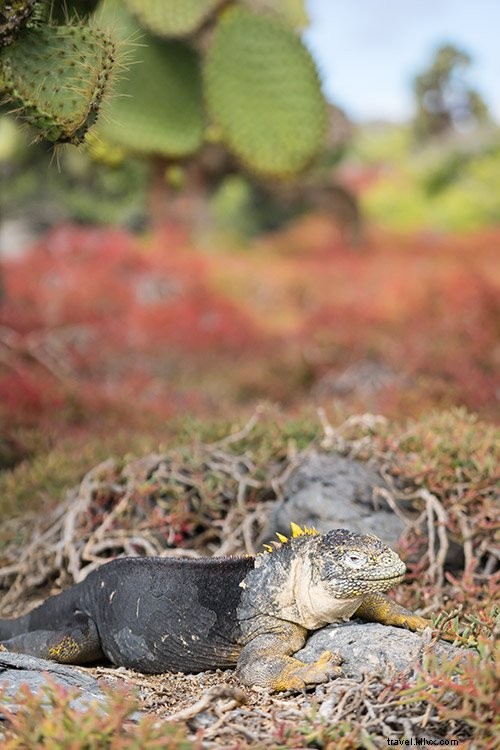 Cruising the Galapagos Islands: My Expert Experience with Andando Tours