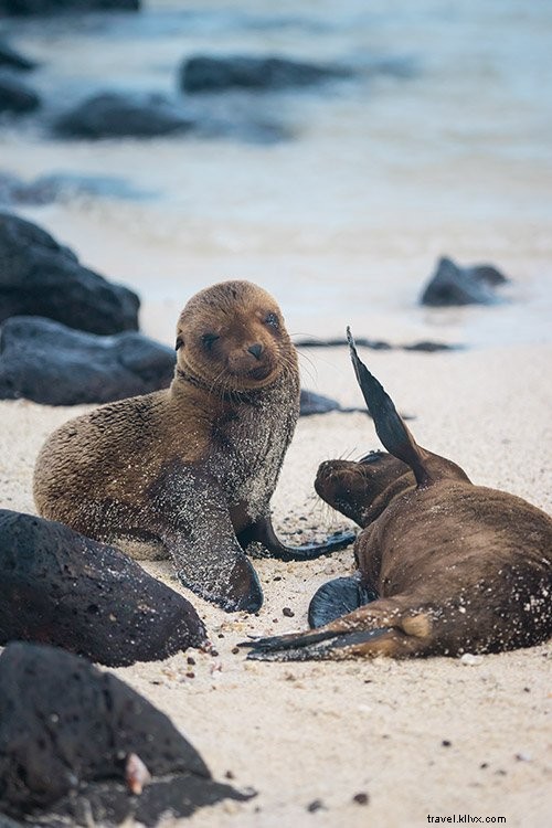 Cruising the Galapagos Islands: My Expert Experience with Andando Tours