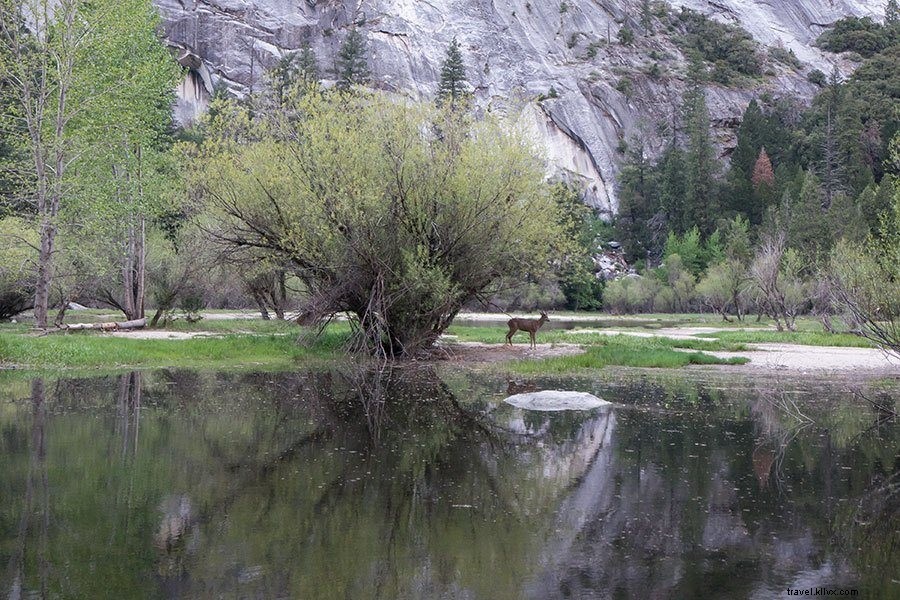 Top Photography Spots in Yosemite National Park: A Professional Guide