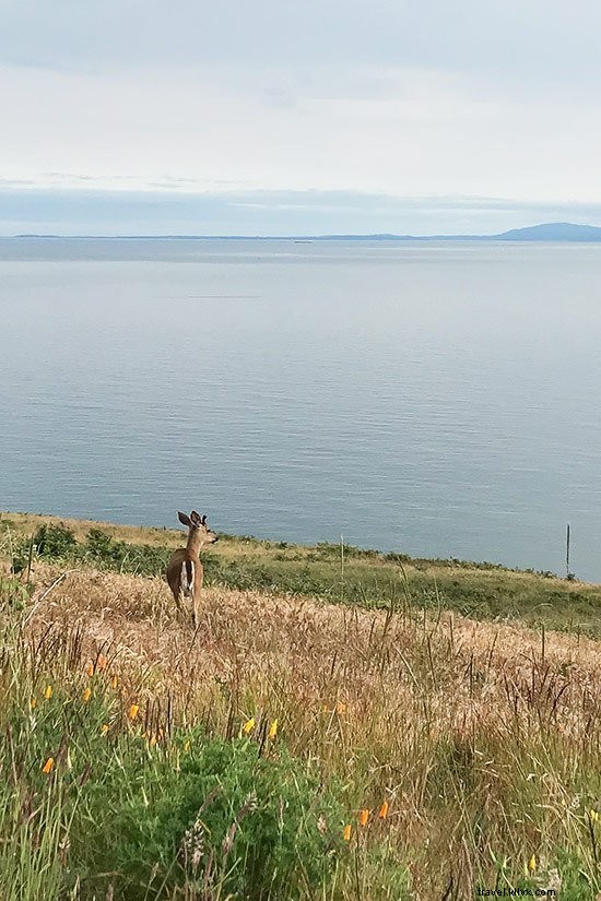 Ultimate Guide to Kayaking in Washington s San Juan Islands: Itinerary, Tips & Whale Watching