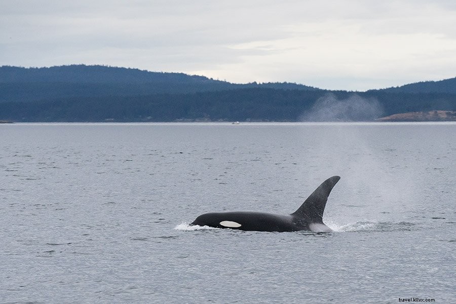Ultimate Guide to Kayaking in Washington s San Juan Islands: Itinerary, Tips & Whale Watching