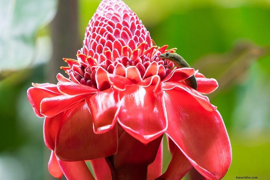 How to Choose the Perfect Hawaiian Island for Your Vacation: Expert Guide