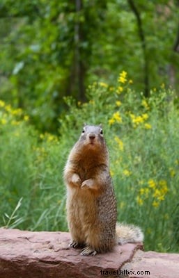 Ultimate Zion National Park Guide: Best Hikes, Lodging & Essential Travel Tips