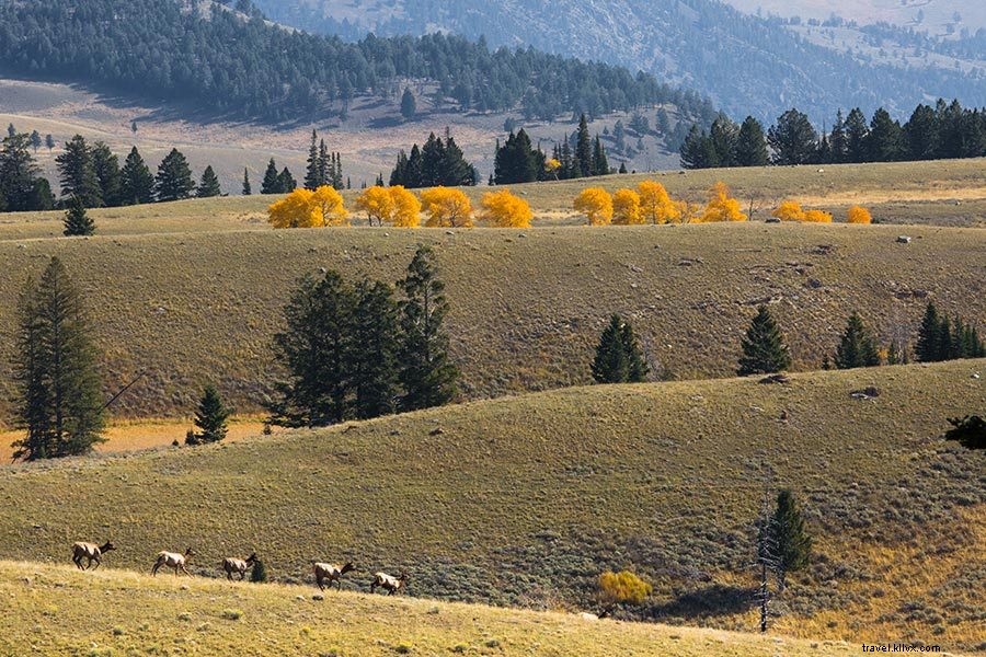Top 10 Fall Adventures in Montana s Yellowstone and Glacier National Parks