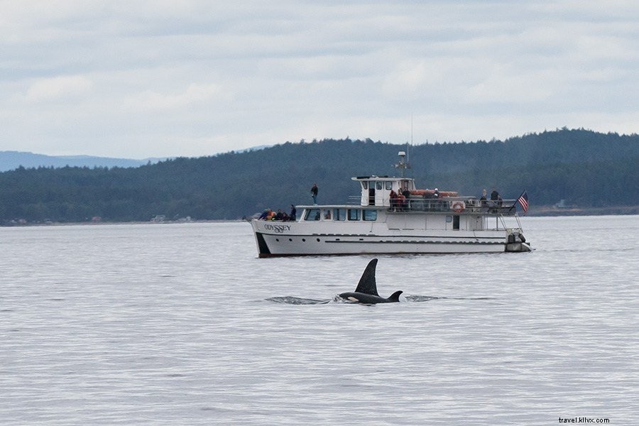 Ultimate Guide: Top Things to Do on San Juan Island, Washington – Kayaking, Whale Watching & More