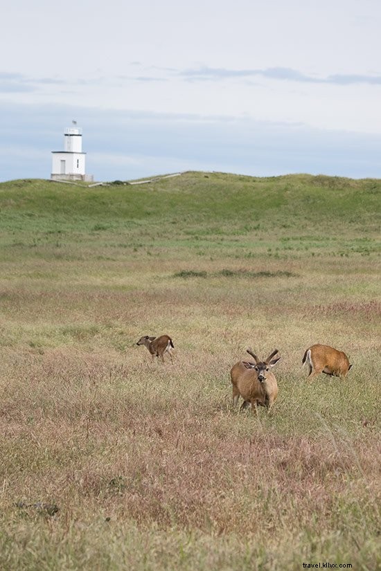 Ultimate Guide: Top Things to Do on San Juan Island, Washington – Kayaking, Whale Watching & More