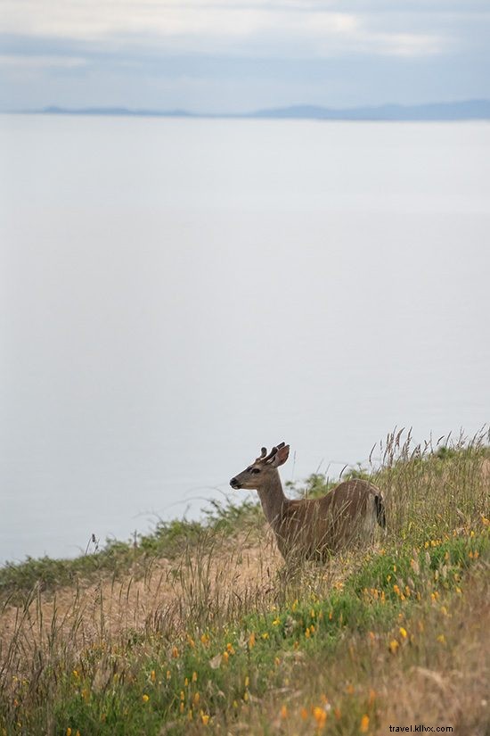 Ultimate Guide: Top Things to Do on San Juan Island, Washington – Kayaking, Whale Watching & More