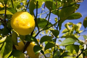 Villa Margherita B&B Review: Ideal Stay in Levanto, Gateway to Cinque Terre