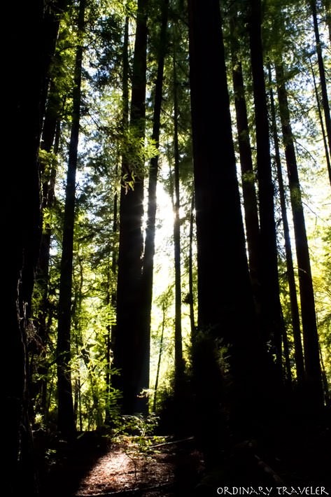 Best California Campgrounds: Top Spots and Essential Tips from a Local Expert