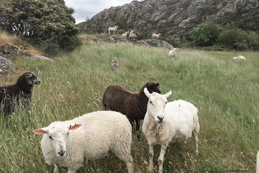 Top 10 Best Islands to Visit in West Sweden s Stunning Archipelago