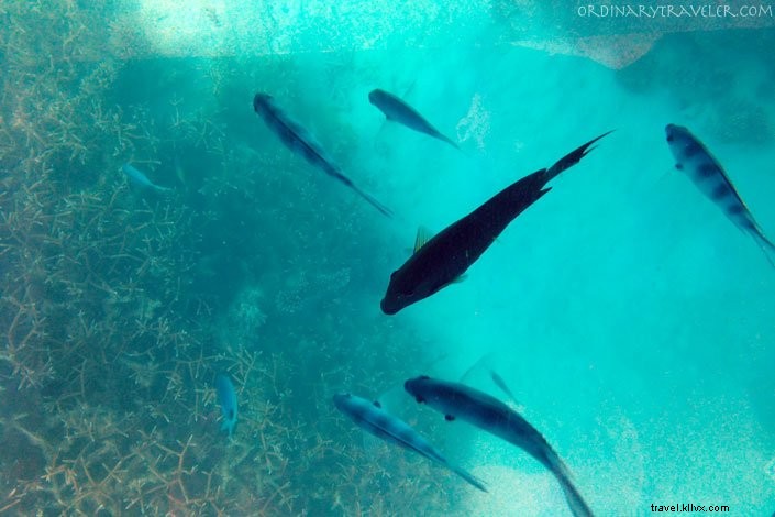 8 Compelling Reasons to Visit Mauritius: Pristine Beaches, Adventures, and Natural Wonders