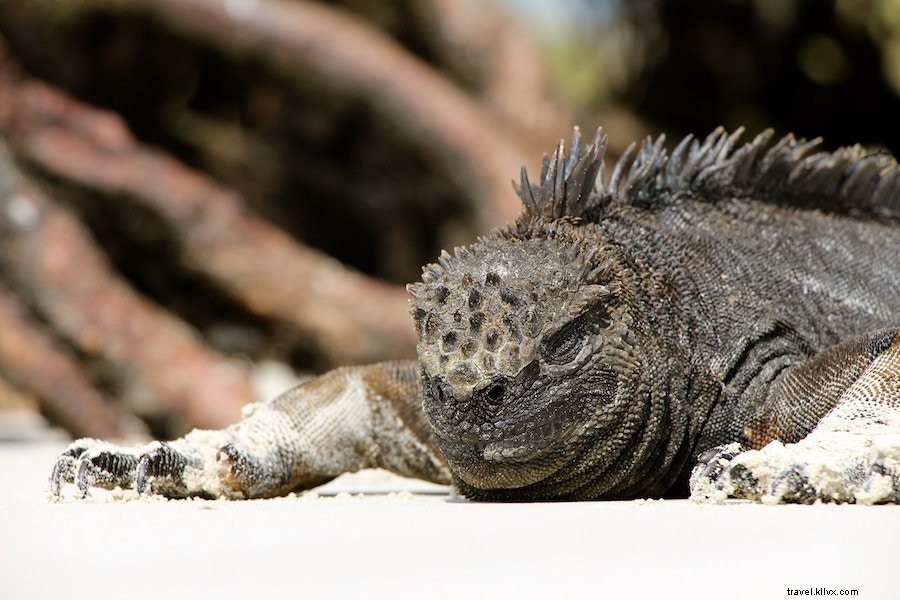 Expert Galapagos Islands Travel Tips: Insider Advice from a Seasoned Explorer
