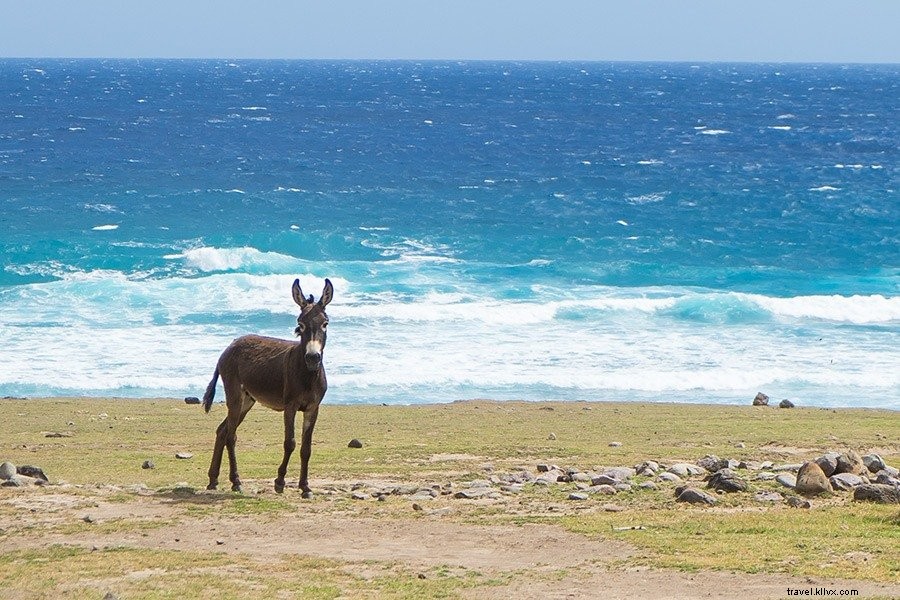 Ultimate Nevis Travel Guide: Best Time to Visit, Where to Stay, Top Activities & Packing Essentials