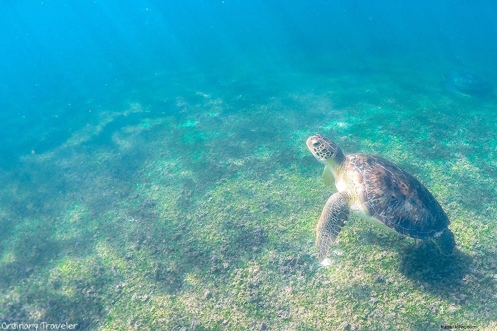 10 Must-See Experiences in Mexico s Yucatán Peninsula: Ruins, Cenotes & Hidden Gems