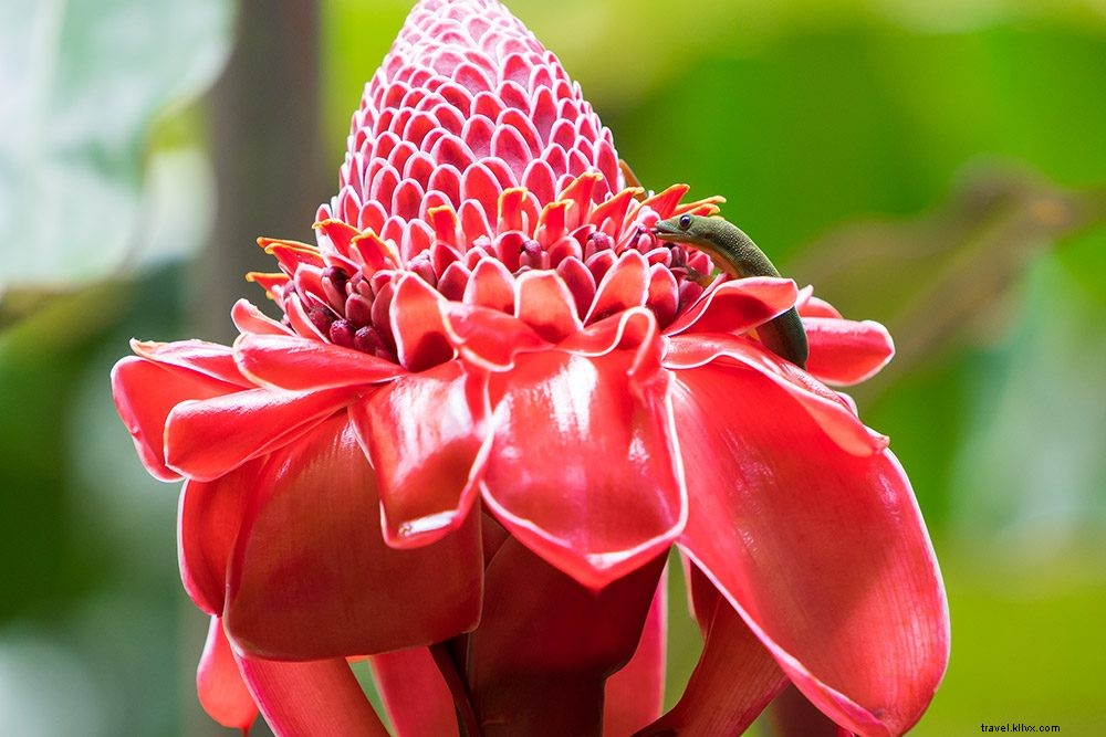 Ultimate Big Island, Hawaii Travel Guide: Top Attractions, Where to Stay & Essential Packing Tips