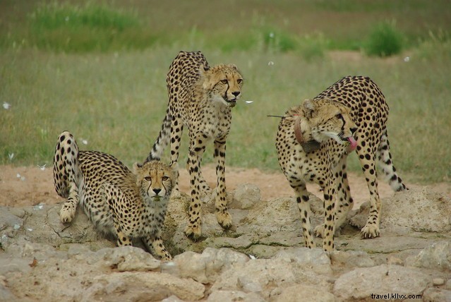 Essential South Africa Travel Tips: Insights from 60 Days of Exploration