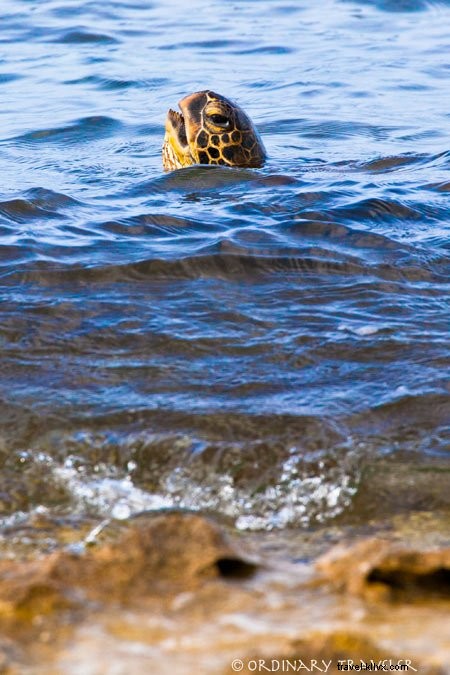 Maui on a Budget: Proven Tips to Save on Food, Activities, and Accommodation