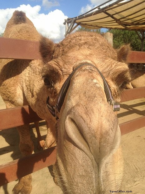 Ultimate Cabo San Lucas Travel Guide: Packing Essentials, Top Stays & Must-Do Adventures