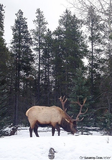 Top 10 Winter Activities in Jasper National Park: Unforgettable Snow Adventures