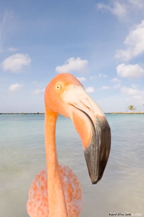 10 Best Things to Do in Aruba: Insider Tips from a Repeat Visitor