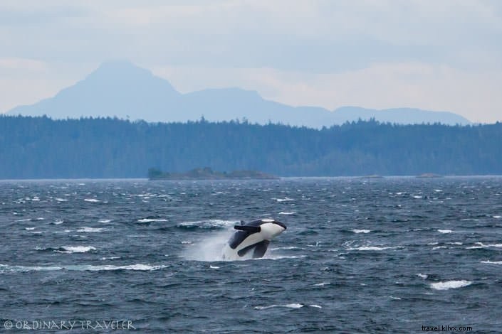 Ultimate Guide to Kayaking with Orcas in Johnstone Strait: Tips, Packing List & Itinerary