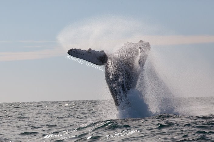 Whale Watching, Luxurious Haciendas & Stunning Infinity Pools: The Best of Cabo San Lucas