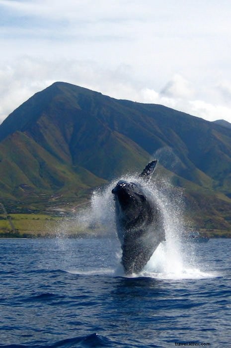 Top Winter Activities in Maui: Whale Watching, Road to Hana, and Kayaking Adventures