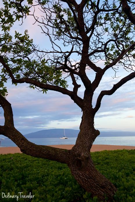 Top Winter Activities in Maui: Whale Watching, Road to Hana, and Kayaking Adventures
