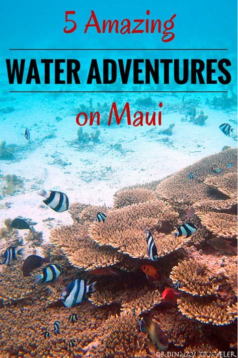 Top 5 Must-Try Water Adventures in Maui: Surfing, Snorkeling & Whale Watching