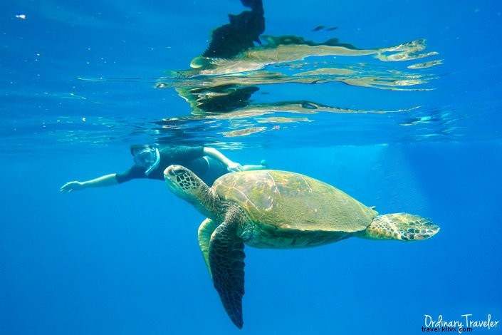 Top 5 Must-Try Water Adventures in Maui: Surfing, Snorkeling & Whale Watching