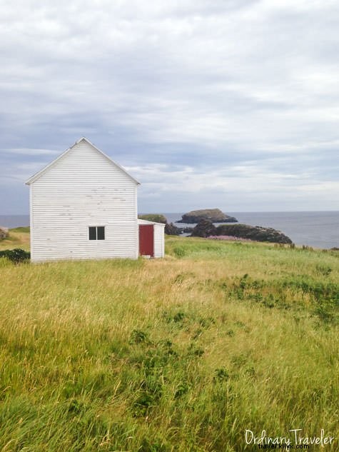 Up-Close Puffin Encounter: My Magical Dawn in Elliston, Newfoundland