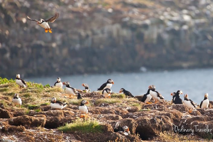 Up-Close Puffin Encounter: My Magical Dawn in Elliston, Newfoundland