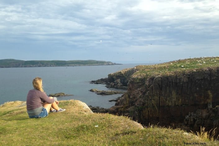 Up-Close Puffin Encounter: My Magical Dawn in Elliston, Newfoundland