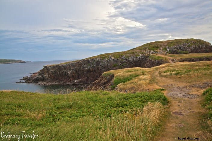Up-Close Puffin Encounter: My Magical Dawn in Elliston, Newfoundland
