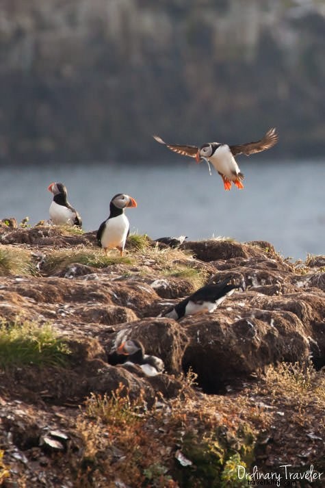 Up-Close Puffin Encounter: My Magical Dawn in Elliston, Newfoundland