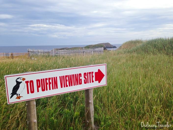 Up-Close Puffin Encounter: My Magical Dawn in Elliston, Newfoundland