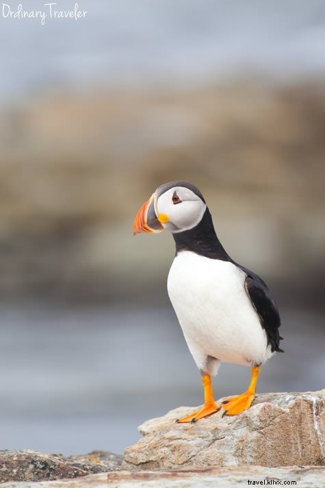 Up-Close Puffin Encounter: My Magical Dawn in Elliston, Newfoundland