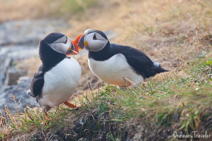 Up-Close Puffin Encounter: My Magical Dawn in Elliston, Newfoundland