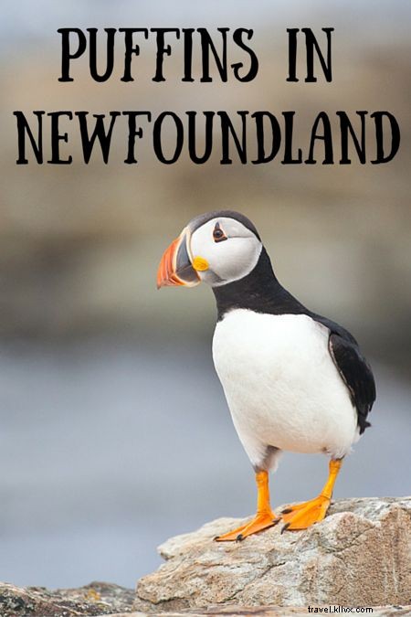 Up-Close Puffin Encounter: My Magical Dawn in Elliston, Newfoundland