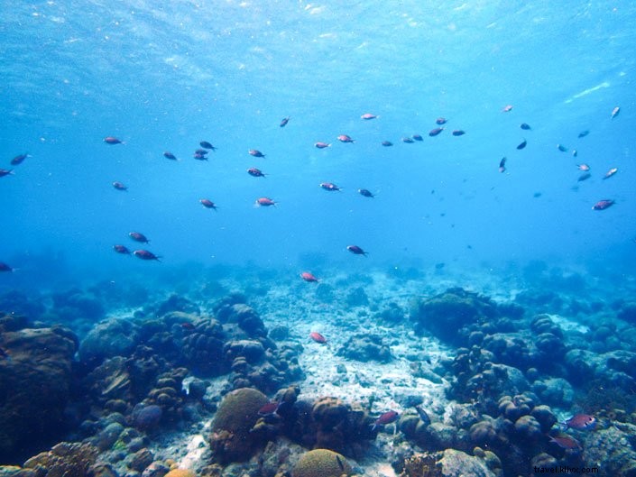 My First Scuba Certification in Bonaire: Overcoming Fear at Buddy Dive Resort
