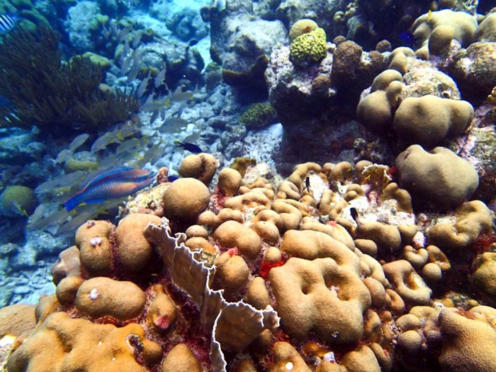 My First Scuba Certification in Bonaire: Overcoming Fear at Buddy Dive Resort