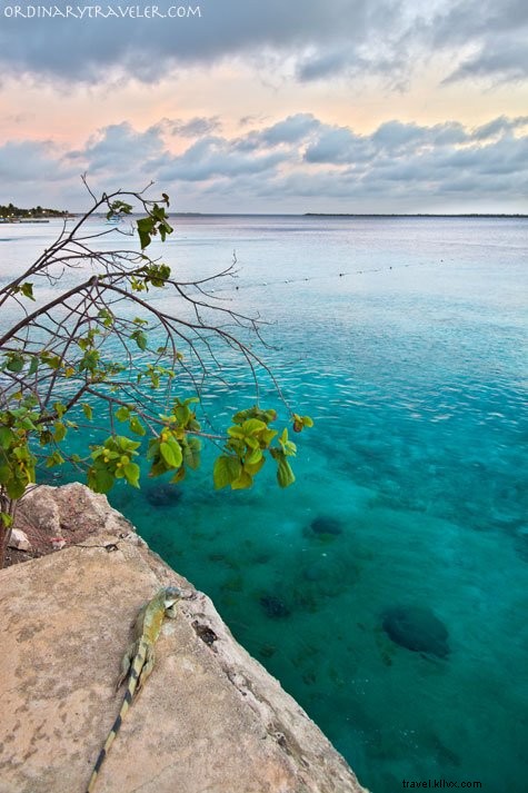 Bonaire: An Unforgettable Scuba Diving Paradise and Island Adventure