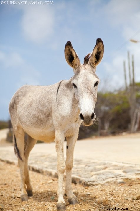 Bonaire: An Unforgettable Scuba Diving Paradise and Island Adventure